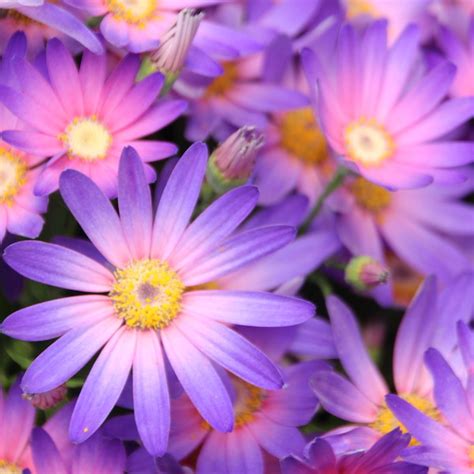 How to care for Pericallis senetti maguc salmon during the winter months